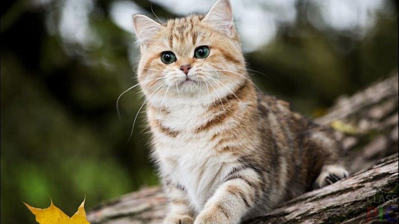 Untitled Animal