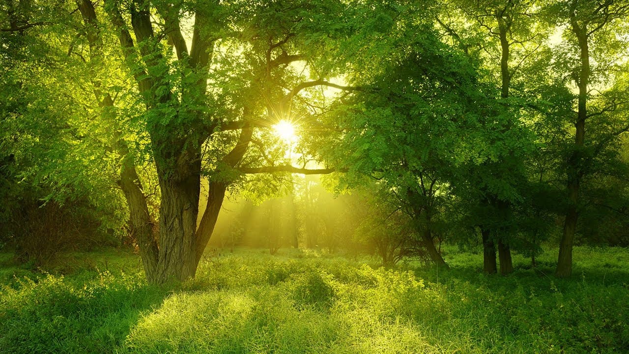 Neurônios em ação: Como o cérebro realmente aprende e por que a decoreba está irremediavelmente ultrapassada