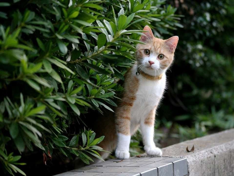 Untitled Animal
