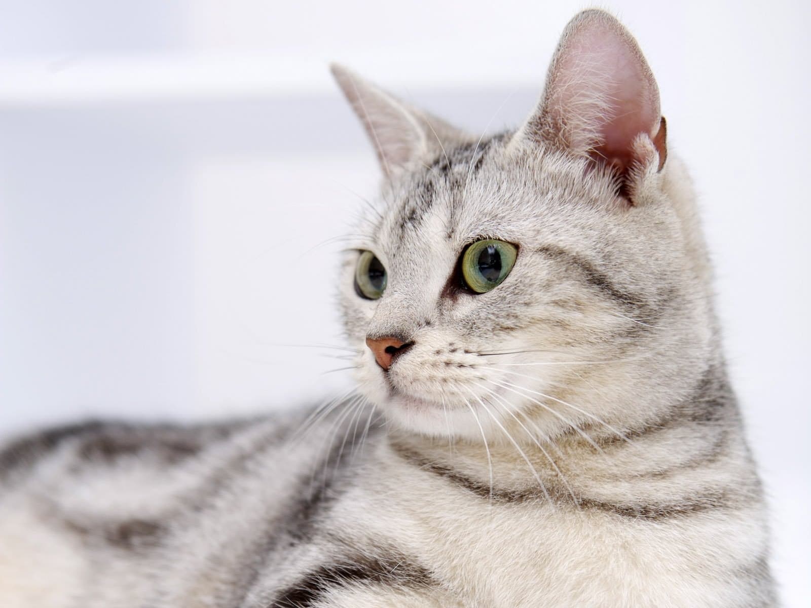 Whiskers